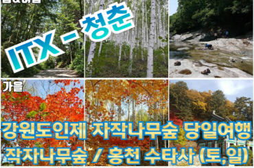 [ ITX-청춘 ] 강원도 인제 자작나무숲 / 홍천 수타사 당일 기차여행 (중식제공) - 5월부터