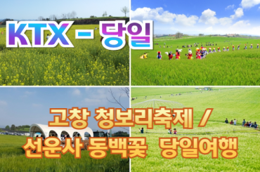 [ KTX-당일] 고창 청보리축제 / 선운사 동백꽃 (당일) - 중식제공 [4월18일~5월10일] [용산역,광명역 출발]