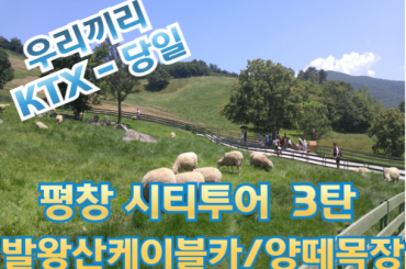 [ KTX - 우리끼리]  평창택시투어 (3탄) 발왕산 케이블카 / 양떼목장 여행(당일)