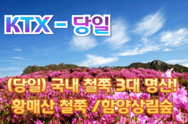 [KTX-당일] 국내 철쭉 3대 명산! 황매산 철쭉 / 함양상림숲 여행(당일) 4/11~5/17